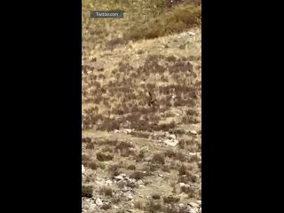 🦧Снежный человек, охотник или крупная обезьяна?: волосатый гигант в степях Колорадо вызвал бурные споры у ученых