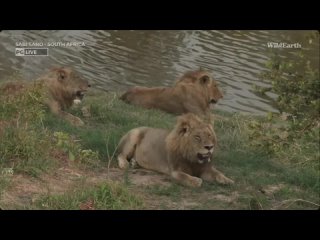 Nkuhuma lions, lion mane color myth, map, WildEARTH, PM Oct 13 2023