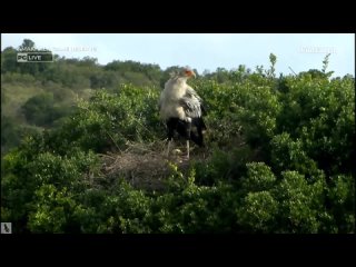 Wild Earth ~ Secretary Bird feeds Chicks! Oct 12, 2023