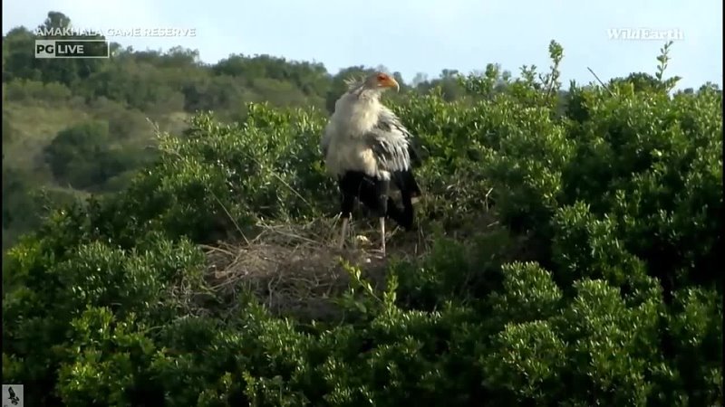 Wild Earth Secretary Bird feeds Chicks Oct 12,