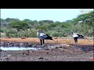 ol Donyo Kenya~ Secretary birds at the water with Elands, Ellies and Zebra! Oct 12, 2023