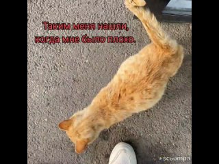 Видео от Котята Краснодар Kittens Krasnodar