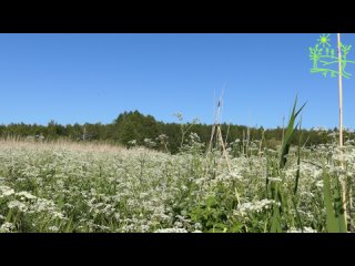 Тепло летнего солнечного дня Насыщенное пение птиц Видео 4К Для отдыха и восстановления сил