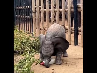 Слонёнок играет в футбол