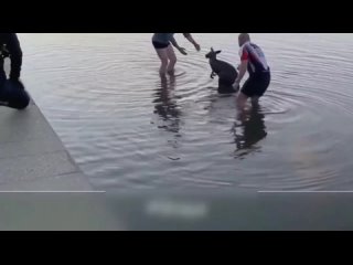 Вытащили бедного кенгуру из воды👍