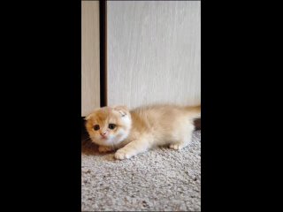 Видео от Продажа шотландских котят Луганск