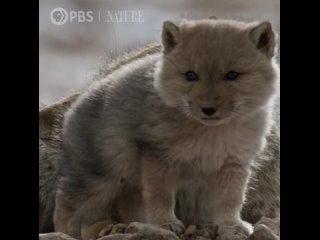 Детеныши тибетской лисицы