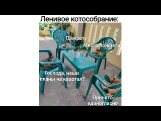 [Alexey Sova] Приколы с котами. ЛУЧШЕЕ ЗА МАРТ 2023 | Мемозг