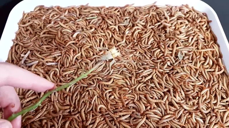 10000 Mealworms vs Rose Stinging Nettle 4