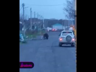 На Сахалине косолапый пастух замечен на рандеву с буренками — мишка прогулялся с коровами прямо по одному из населенных пунктов