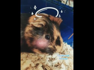 Милота!!! /Хомяк/Морские свинки/Посмотрите!!! 😍🐹💖