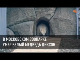 В московском зоопарке умер белый медведь Диксон