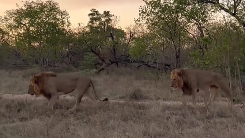 Black Dam Male lions on Patrol! 7 Oct 2023