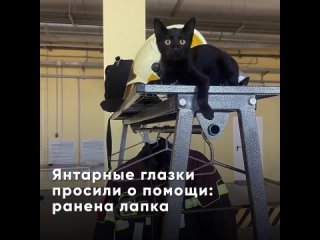 Московские пожарные спасли и выходили полуторамесячного котёнка