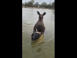 Обычный день в Австралии. Кенгуру-качок пытался утопить (или изнасиловать) собак