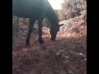 Видео от Конные прогулки Краснодарский край п.Мостовской