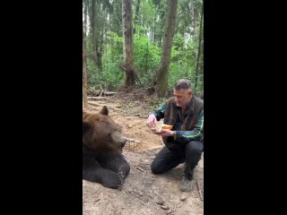 Бурый медведь пробует фастфуд