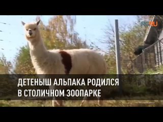 В Центре Воспроизводства родился детёныш альпаки