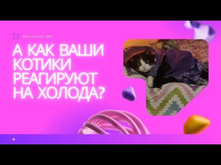 💓 Меняется природный сезон, меняемся и мы 🐱 а как ваши котики реагируют на смену погоды ❓👇