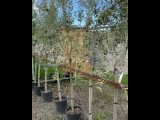 Видео от питомник растений Елка