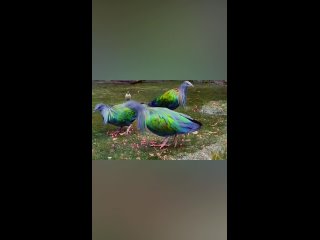 Видео от Стая сумасшедших птиц | сообщество творческих