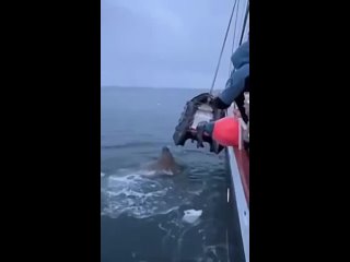 Мама-морж проколола острыми бивнями резиновую лодку российских путешественников