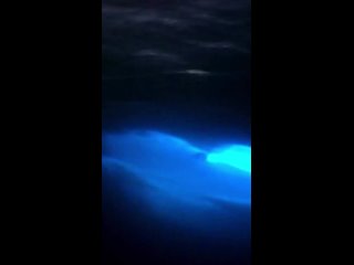 Невероятный и волшебный момент плавания афалин в воде с биолюминесцентными организмами