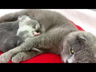 Мама-кошка кормит и вылизывает своих новорожденных котят