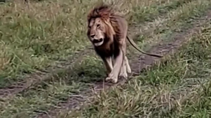 Black Rock Male Lion Oloimina On Patrol, 8 October