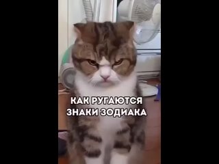 Как ругаются знаки зодиака