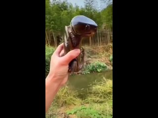 Большеголовая черепаха - уникальное чудо природы