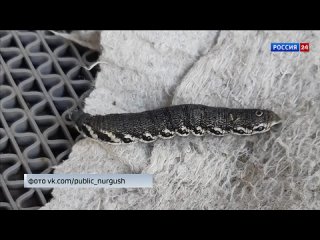 В Кировской области обнаружили редкую гусеницу–«змею» #зоология
