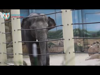 Новый постоялец Казанского зооботсада слон Филимон вовсю отрабатывает приёмы на специальной игрушке
