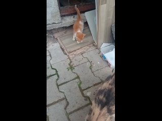 Видео от Дворовая кошка Мурка