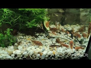 Кормление леопардовых (черепаховых) анциструсов в аквариуме с гуппи