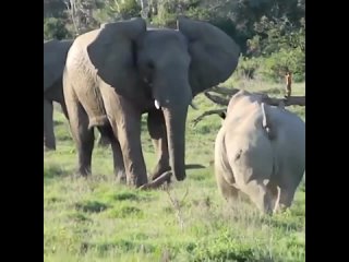 Слон использует ветку, чтобы сбить с толку и отпугнуть носорога