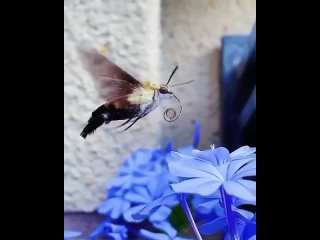 Это не маленькая птичка колибри, а необычное насекомое — бабочка бражник.