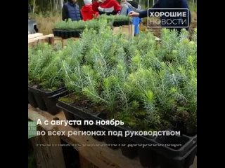 По всей России идёт работа по восстановлению леса.mp4