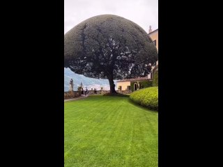 Фантастическое и знаменитое дерево в саду виллы Бальбьянелло с видом н...то место было местом действия фильмов «Агент 007-Казино