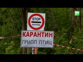 Вспышка птичьего гриппа: в Лениногорском районе РТ выясняют, откуда «прилетел» вирус