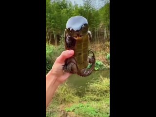 🐢 Удивительная большеголовая черепаха