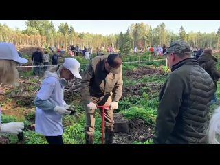 В Волосовском районе высадили 8 тысяч саженцев ели