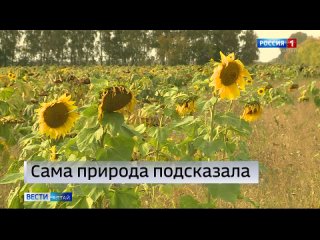 В Ключёвском районе, благодаря стимулятору роста, вырос урожай подсолнечника.