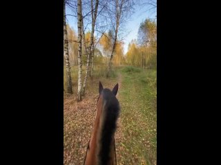 Видео от ЧК “КСК Корнет“ Конные прогулки в  Раменском