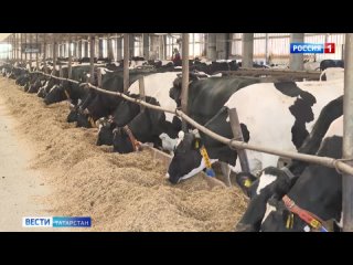 Минниханов: Наши животноводы  лидеры страны по производству молока