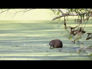 Ондатра в «Лосином острове»