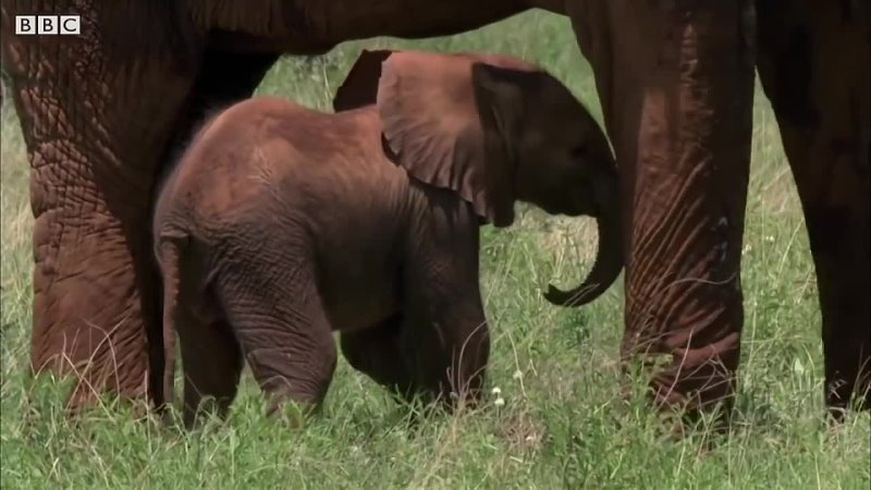 Top 5 Nail Biting Elephant Moments BBC