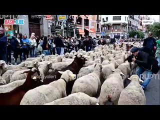🇪🇸 Сотни овец и коз прогулялись по центру Мадрида во время ежегодного фестиваля животноводства