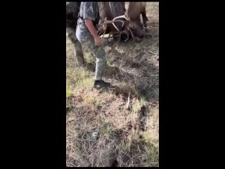 Спасли двух оленей от смерти⁠⁠