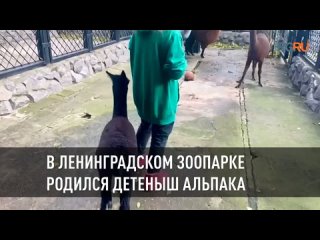 В Ленинградском зоопарке родился самец альпака